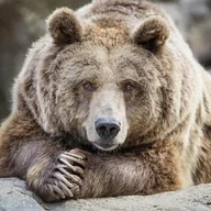 OldGriz