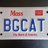 Big Cat USA