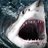 SharkB8