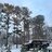 Longleaf