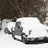 snowbear