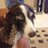 Spanielrage