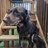 DrDogter