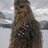 Chewbacca