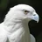 White Eagle